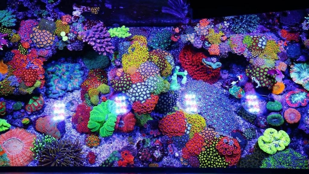 BEST tanks of Reef2Reef (nominate) REEF2REEF Saltwater and Reef